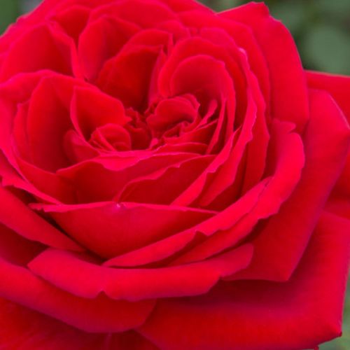 Online rózsa rendelés - Vörös - climber, futó rózsa - intenzív illatú rózsa - Rosa Botero® Gpt. - Alain Meilland - Rendkívül illatos, tömvetelt virágú, vörös futórózsa.